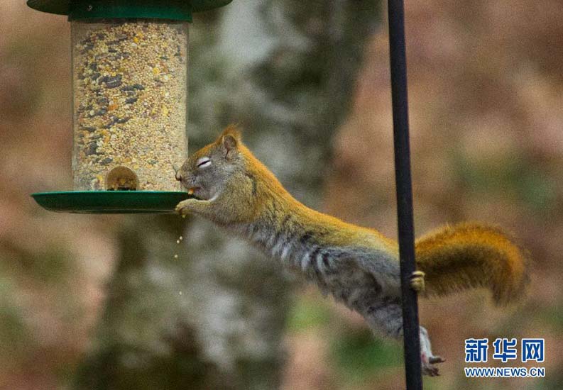 A red squirrel tries to get foods from a food container in Hudson, Wisconsin of the U.S. on Dec. 1, 2012. (Xinhua/Photo) 