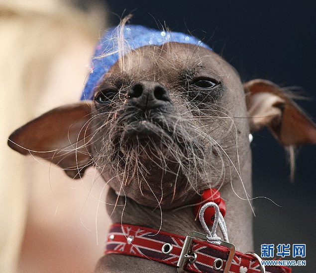 A Chinese crested dog competes for “the ugliest dog in the world” in the U.S. on June 22, 2012. (Xinhua/AP Photo)