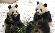 Snow brings joy to giant pandas