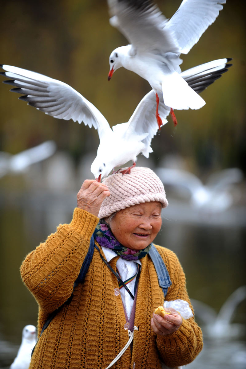 Cui Fengxian feeds the black-headed gulls in a park in Kunming on Dec. 18, 2012.Cui, 84, spent her 28th winter with black-headed gulls. When Cui arrived in the park, all the gulls started to circle her around; some even rested on Cui’s head and asked for food without fear. (Xinhua/Qin Qing)