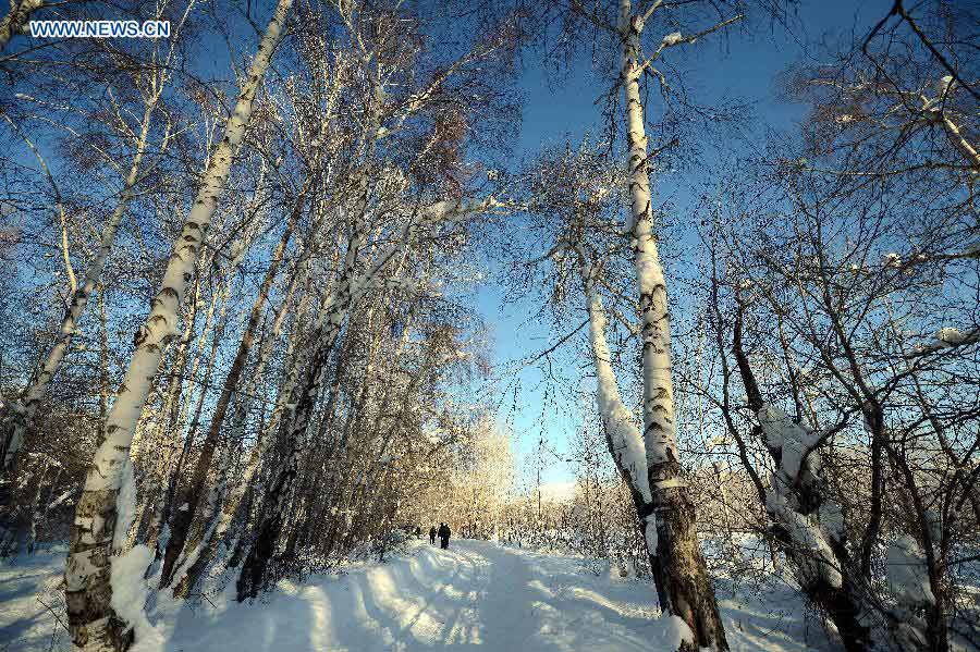 Photo taken on Dec. 28, 2012 shows white birch grove after snowfall at White Birch Park in Altay, northwest China's Xinjiang Uygur Autonomous Region. Beautiful snow scenery here attracts a good many tourists. (Xinhua/Sadat) 