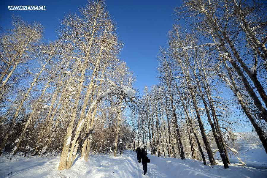 Photo taken on Dec. 28, 2012 shows white birch grove after snowfall at White Birch Park in Altay, northwest China's Xinjiang Uygur Autonomous Region. Beautiful snow scenery here attracts a good many tourists. (Xinhua/Sadat)