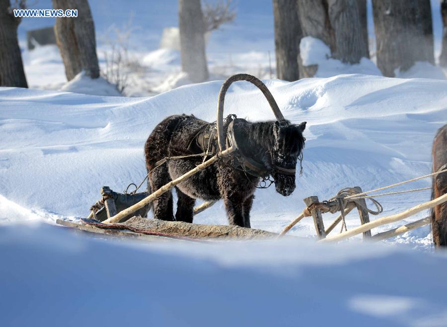 A horse drags a sledge after snowfall in Altay, northwest China's Xinjiang Uygur Autonomous Region, Dec. 28, 2012. Beautiful snow scenery here attracts a good many tourists. (Xinhua/Sadat) 