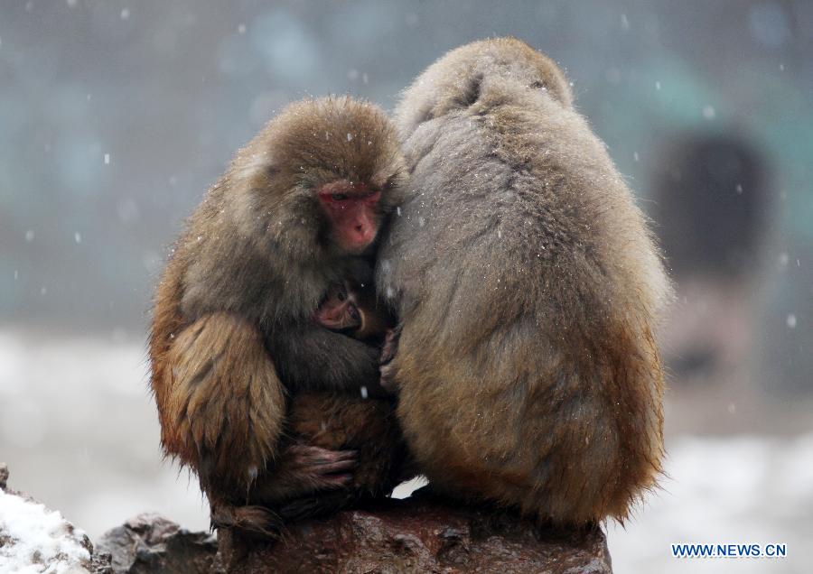 A monkey holds a baby monkey in its arms in snow in Nanjing Hongshan Forest Zoo in Nanjing, capital of east China's Jiangsu Province, Dec. 29, 2012. (Xinhua/Sun Zhongnan)