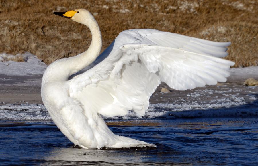 A white swan is seen on the Qinghai Lake, northwest China's Qinghai Province, Jan. 1, 2013. The improving environment of the Qinghai Lake has attracted more swans to spend the winter here. (Xinhua/Ge Qingmin)