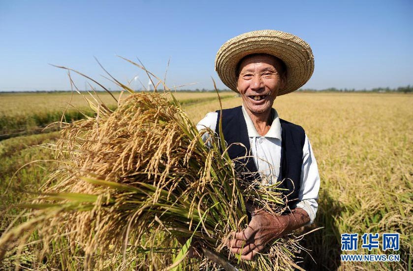 Sustained growth of grain output for nine years:Tu Xuhai, a famer in Xinjian, Jiangxi province harvest rice on Oct. 18, 2012. The total output of grain reaches 589,570,000 tons with an increase of 3.2 percent compared with 2011 which, of course, lays a solid foundation for the steady growth of CPI. The China government does its utmost to main agriculture. (Xinhua/Zhou Ke)