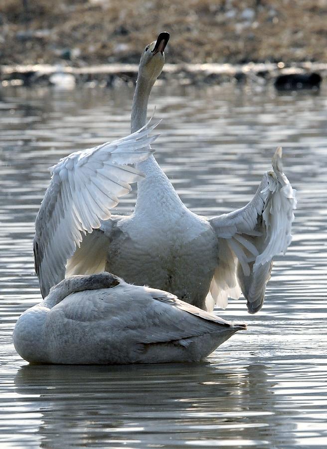 A swan beats wings on water in the Yellow River wetland in Sanmenxia, central China's Henan Province, Jan. 4, 2013. Nearly ten thousand of migrant swans has flied here to spend winter since the beginning of 2013, attracting many tourists and photographers. (Xinhua/Wang Song)