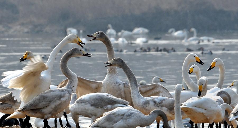 Swans tweet on in the Yellow River wetland in Sanmenxia, central China's Henan Province, Jan. 4, 2013. Nearly ten thousand of migrant swans has flied here to spend winter since the beginning of 2013, attracting many tourists and photographers. (Xinhua/Wang Song)