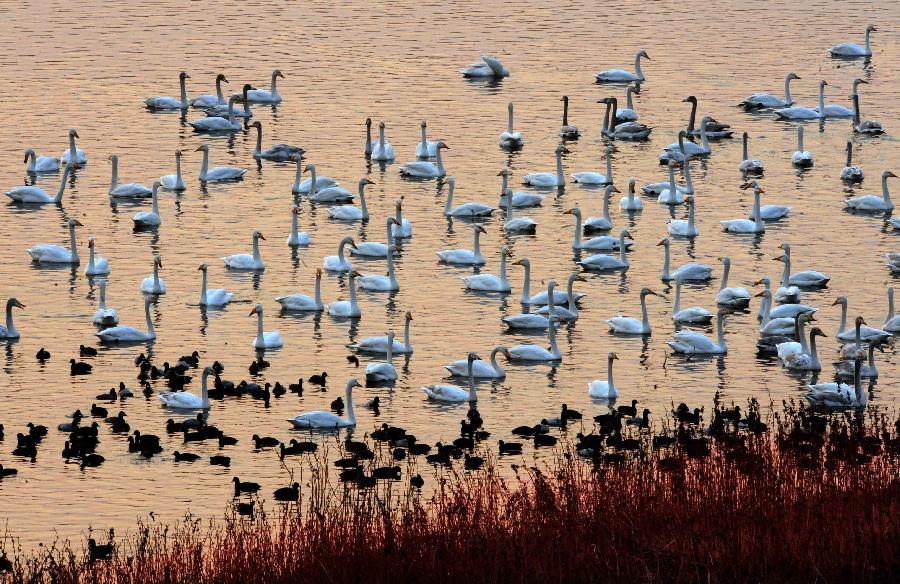 Swans float on water in a wetland park in Sanmenxia, central China's Henan Province, Jan. 4, 2013. Nearly ten thousand of migrant swans has flied here to spend winter since the beginning of 2013, attracting many tourists and photographers. (Xinhua/Wang Song)