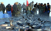 What a catch: Ice fishing in northeast China