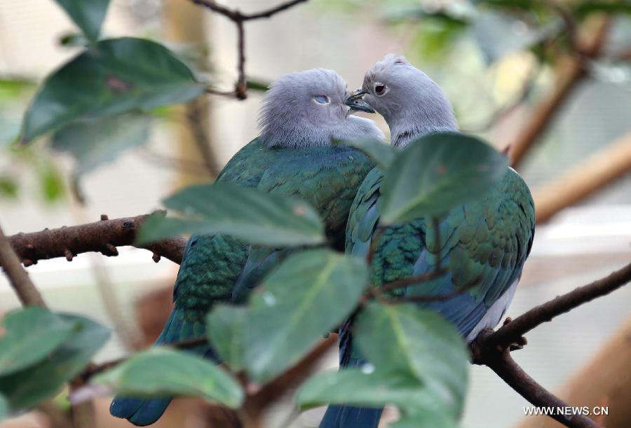 Two birds play on branches in the aviary of Hong Kong Park in south China's Hong Kong, Jan. 8, 2013. The aviary, covering an area of 3,000 square meters, is located on a valley in the south of the park. (Xinhua/Li Peng) 