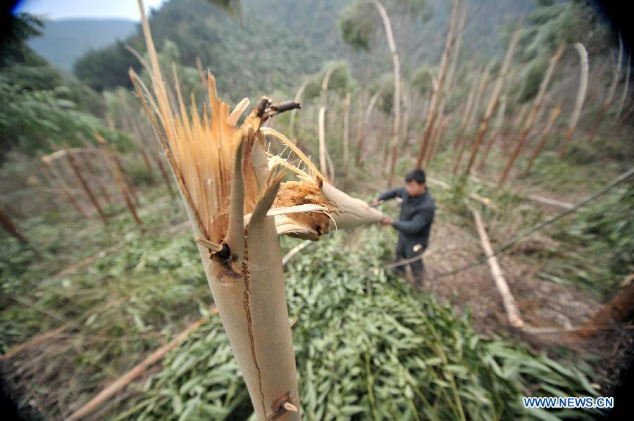 A worker checks a tree broken by freezing rain at a forest farm in Tubo Township of Liujiang County, south China's Guangxi Zhuang Autonomous Region, Jan. 9, 2013. Persistent icy weather hit the region these days. (Xinhua/Li Hanchi)