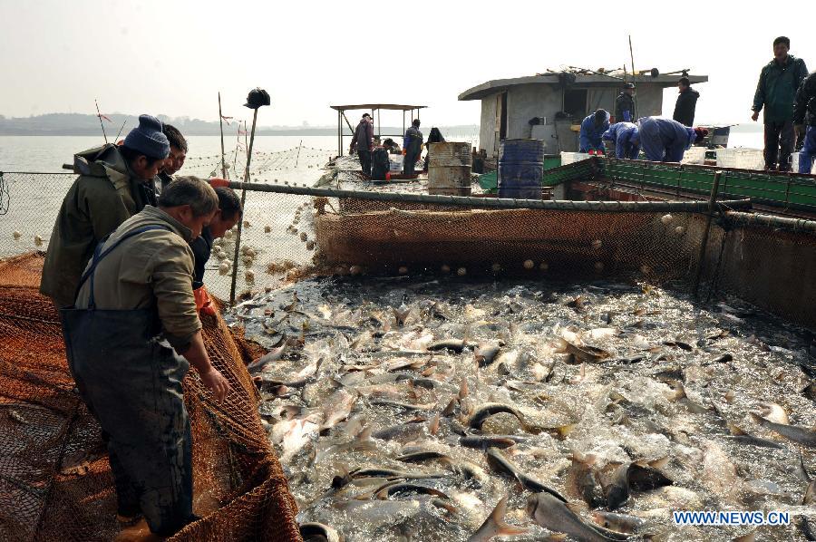 People fish on the Junshan Lake in Jinxian County, east China's Jiangxi Province, Jan. 10, 2013. The winter fish harvest of the lake began on Thursday and more than 60,000 kilograms of fish were caught on the first day. (Xinhua/Wan Chaohui)