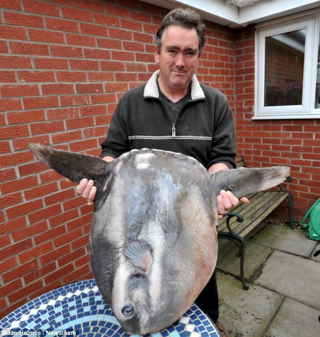 A British man found a six-stone sunfish on the Sandilands beach near Sutton-on-Sea, Lincolnshire in Britiain. The creature is the world's largest bony fish and is rarely seen on British coasts. (Photo: xinhuanet.com)