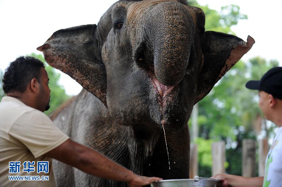 Employees give fresh watermelon juice to an elephant at the zoo in Rio de Janeiro on Jan.9, 2013. Temperatures hit 40 degrees Celsius in the city. From last December to January, the world has undergone a host of unprecedented extreme weathers. Once again global climate change rings the alarm, questioning the way of development of human being. (Xinhua/AFP)