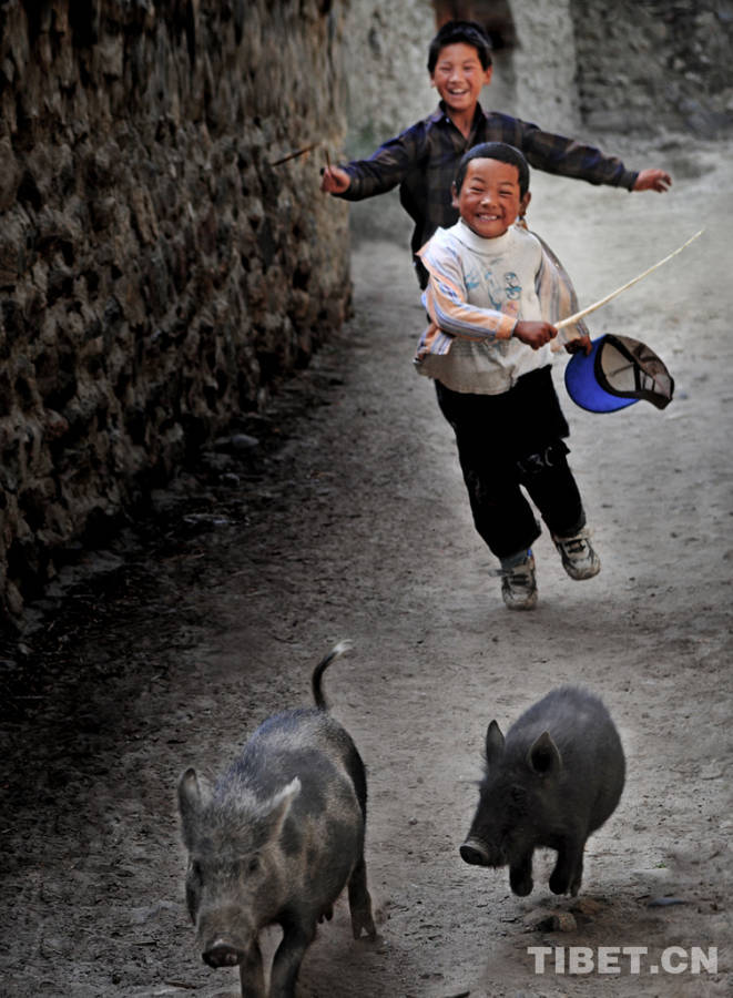 Two Tibetan children are driving pigs home in Nyingchi Prefecture of the eastern Tibet Autonomous Region. Raising eco-friendly pigs is a way to get rich for people in the Nyingchi Prefecture.[Photo/China Tibet Online]