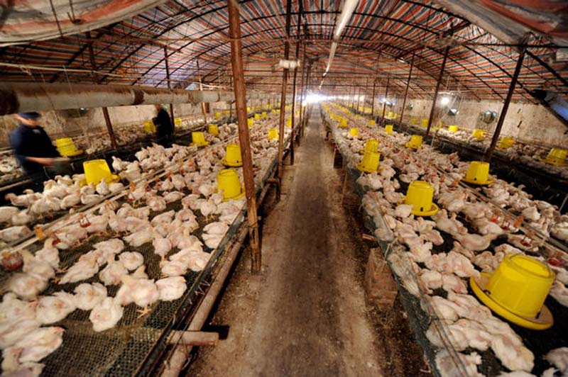 One of China's largest suppliers of meat accused of selling sick chickens to multiple fast-food chains including KFC has been cleared of wrongdoing based on preliminary investigations by local food safety officials. Doyoo Group in Hebi city, Henan province sparked another food safety crisis after it was suspected of processing diseased birds. But an initial investigation by the city's food safety commission said the group is not involved in processing sick or dead chickens in Hebi. Investigations will continue at the group’s other processing sites and farms after a report alleged several thousand birds became sick due to poor conditions. (Photo/Xinhua)