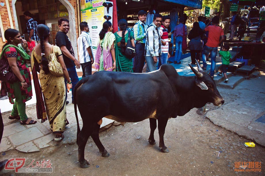 In Mumbai, it is normal to see people giving way to cows. (Chinapictorial/ Duan Wei)