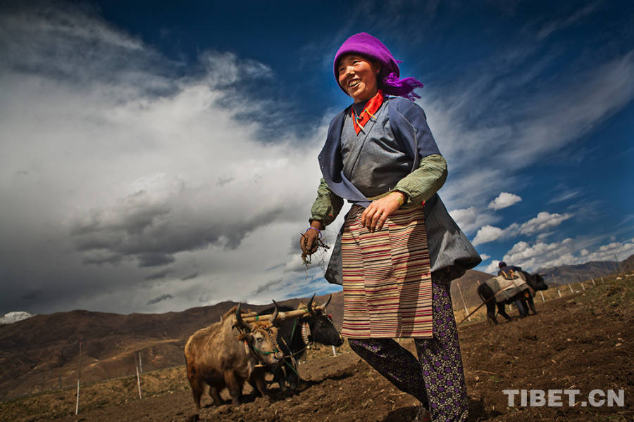 A Tibetan woman is working in her farmland.[Photo/China Tibet Online] 