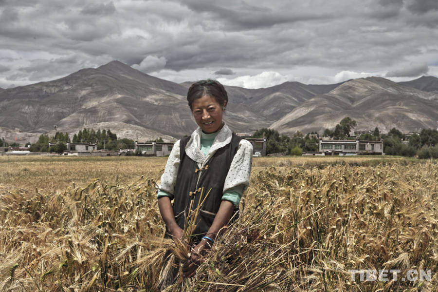 A Tibetan woman is harvesting highland barley in the field.[Photo/China Tibet Online]