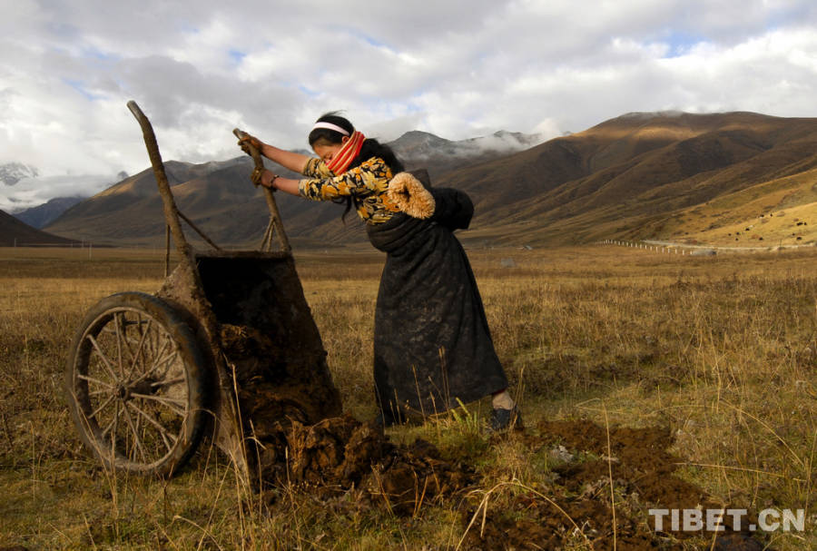 A Tibetan woman is dumping fertilizer from a vessel to the farmland.[Photo/China Tibet Online]