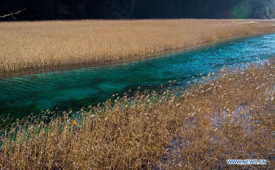 Photo taken on Jan. 18, 2013 shows a river surrounded by large areas of reeds at the Jiuzhaigou Valley in Jiuzhaigou County, southwest China's Sichuan Province. (Xinhua/Jiang Hongjing) 