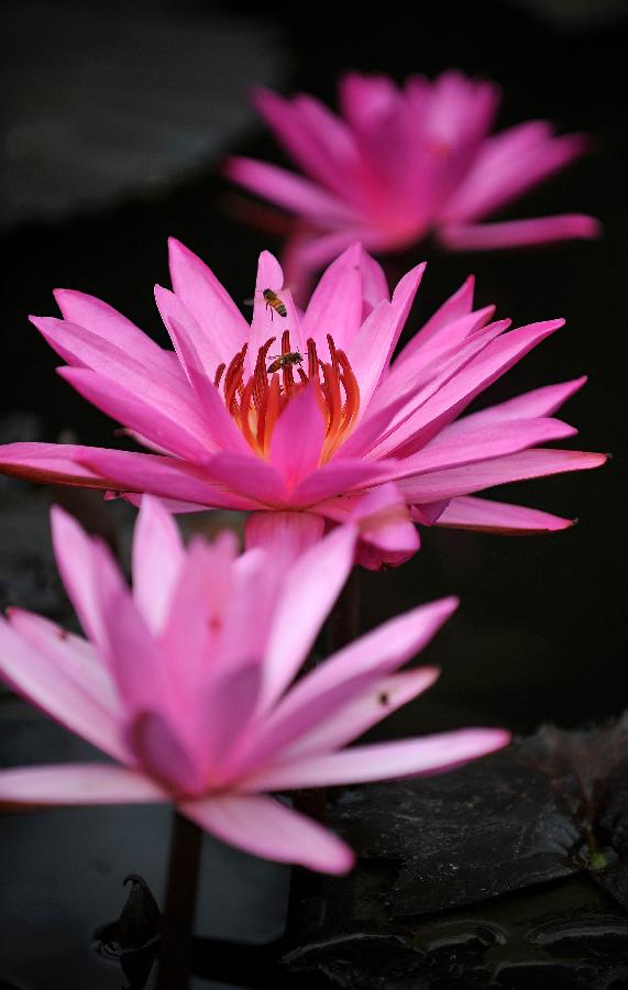 Photo taken on Jan. 22, 2013 shows lotus flowers in a pond in Haikou, capital of south China's Hainan Province. (Xinhua/Guo Cheng) 