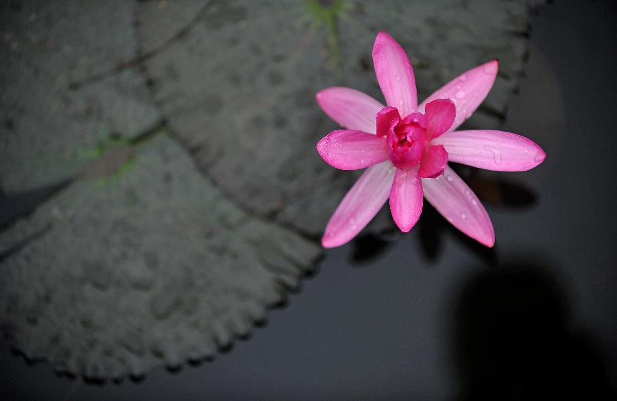 Photo taken on Jan. 22, 2013 shows a lotus flower in a pond in Haikou, capital of south China's Hainan Province. (Xinhua/Guo Cheng)
