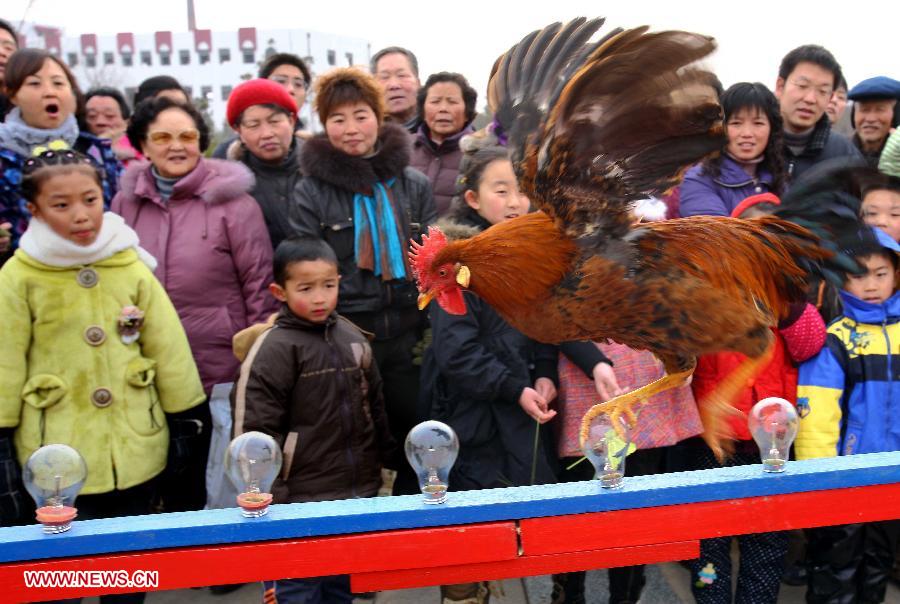 File photo taken on Feb. 11, 2008 shows people watch chicken performance at a temple fair in Zhengzhou, capital of central China's Henan Province. Temple fair in central China area is an important social activity for local people. The ancient temple fairs in central China were ceremonious sacrificial rituals. As time goes by, the focus of temple fair activities has shifted from "gods" to "people". The modern temple fair in central China is a platform of displaying folk culture as well as a channel for commodity circulation. According to statistics from the provincial cultural sector, there are about 35,000 temple fairs each year in Henan. (Xinhua/Wang Song)