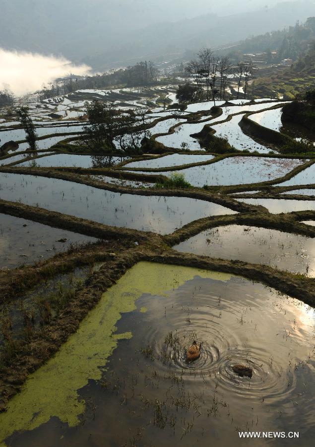 Photo taken on Jan. 26, 2013 shows the scenery of terraced fields in Yuanyang County of Honghe Hani-Yi Autonomous Prefecture, southwest China's Yunnan Province. (Xinhua/Qin Qing)