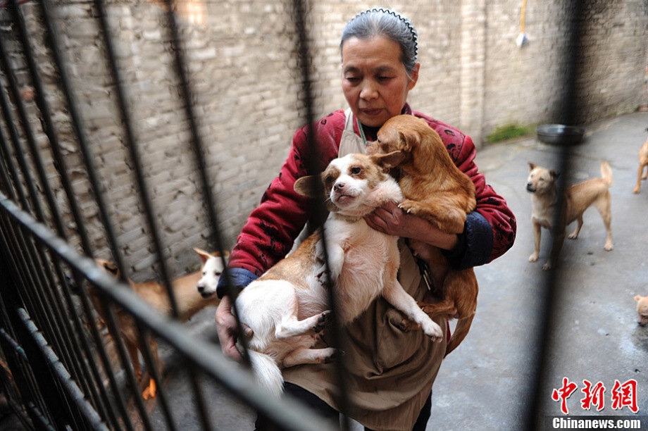 A senior citizen living in Chongqing has adopted over 100 stray dogs and 30 more cats in the past 15 years, wiping out all her savings.(photo/Chinanews)