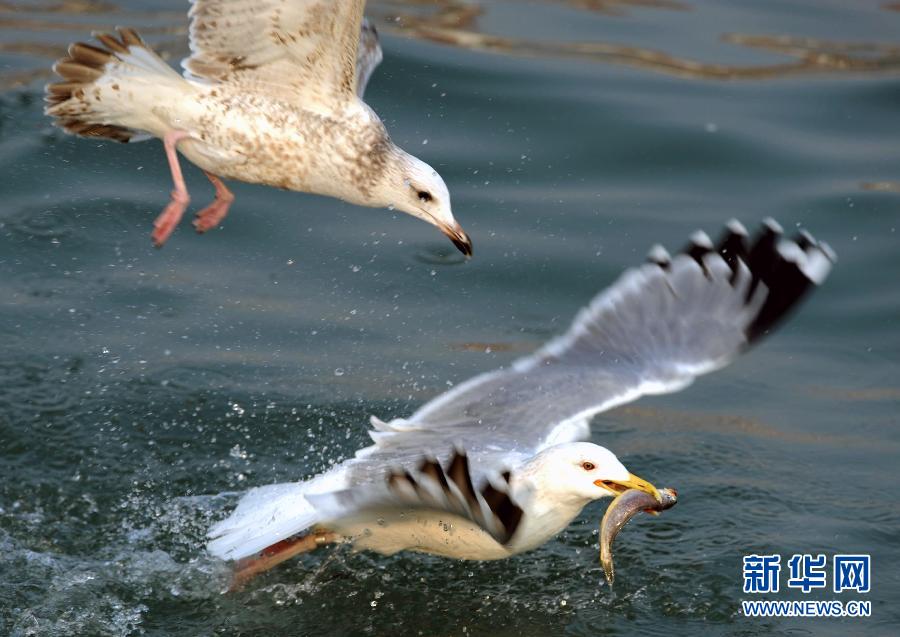 Photo taken on Jan. 28, 2013 shows a seagull snatching a small fish from a slaty-blacked gull's mouth in Qingdao, east China's Shangdong. (Xinhua/Li Ziheng)