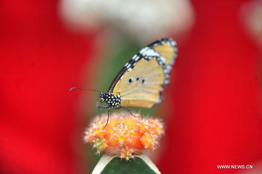 A butterfly rests on a plant at the Hunan Forest Botanical Garden in Changsha, central China's Hunan Province, Jan. 31, 2013. An exhibition displaying many rare species of butterflies and flowers kicked off here on Thursday. (Xinhua/Long Hongtao)