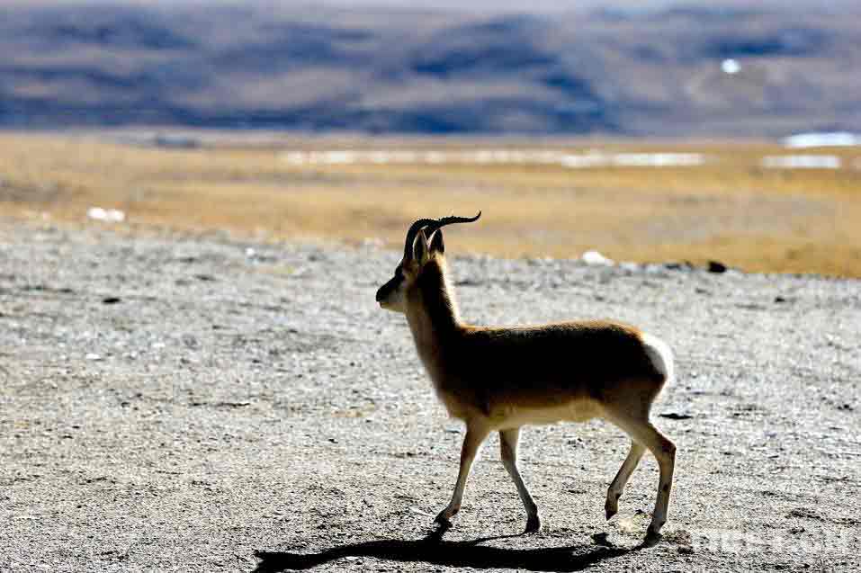 A Mongolian gazelle （Procapra gutturosa） [Photo by Cheng Weiguo/China Tibet Online]