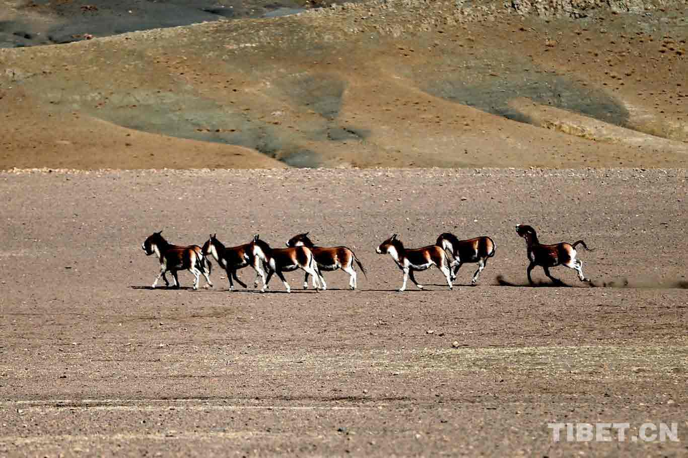Tibetan Kiangs (Equus kiang) [Photo by Cheng Weidong/China Tibet Online]
