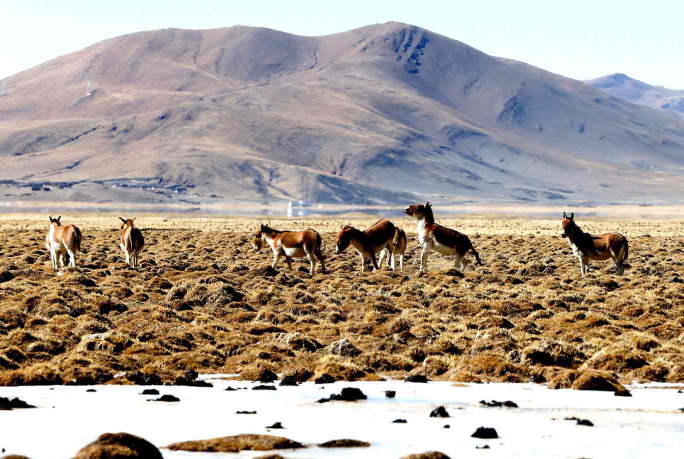 Tibetan Kiangs (Equus kiang) [Photo by Cheng Weidong/China Tibet Online]