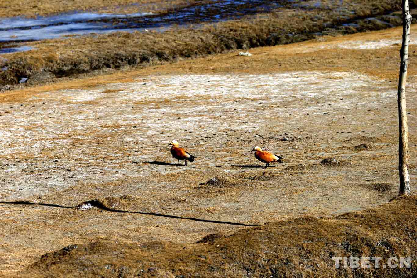 Ruddy Shelducks (Tadorna ferruginea) [Photo by Cheng Weidong/China Tibet Online]