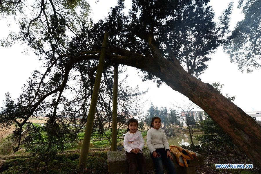 Two children sit under an old podocarpus tree in Fuxi Village in Yifeng County, east China's Jiangxi Province, Jan. 30, 2013. The old tree corridor consisting of over 100 ancient trees was established in the early Song Dynasty (960-1279) in the village and was well-conserved until now. Some of the trees aged more than 1,000 years. (Xinhua/Song Zhenping) 
