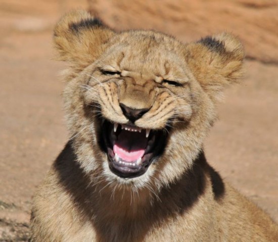 An one-year-old lion cub is snapped showing off his huge grin at the Riverbanks Zoo in Columbia, South Carolina. Amateur photographer Randy Rimland, who captured the image admits it was probably yawning. (Source: huanqiu.com)