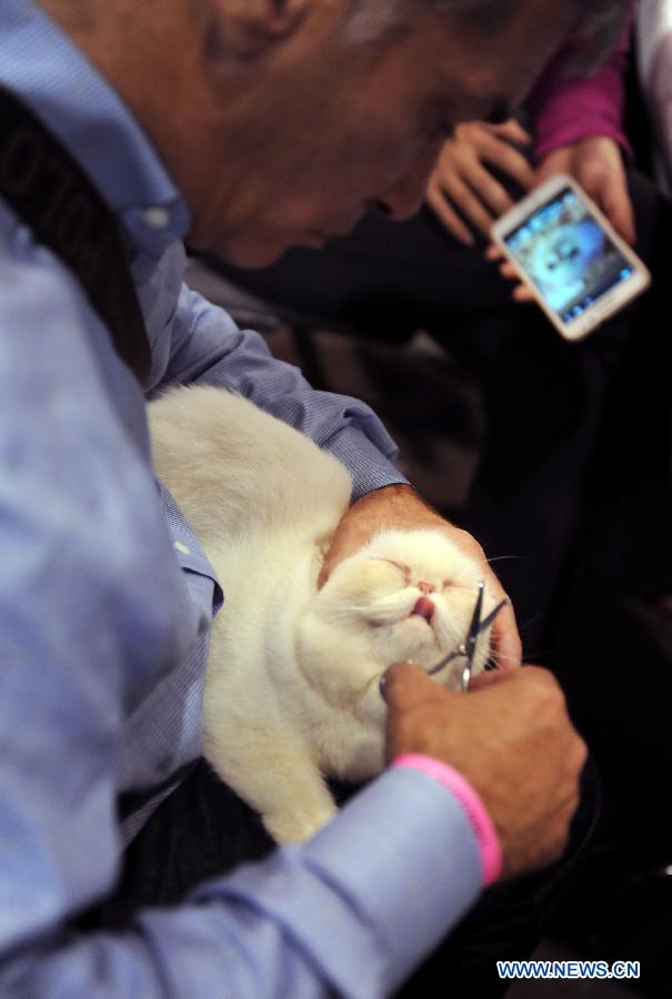 A man trims the fur of his cat on an exhibition in Hong Kong, south China, Feb. 2, 2013. The 2013 Spring Championship Cat Show was held at Hong Kong Convention and Exhibition Center here on Saturday. More than one hundred cats from different kind such as "British Shorthair", "Scottish Fold" and "Maine Coon" showed up on the exhibition. (Xinhua/Zhao Yusi)