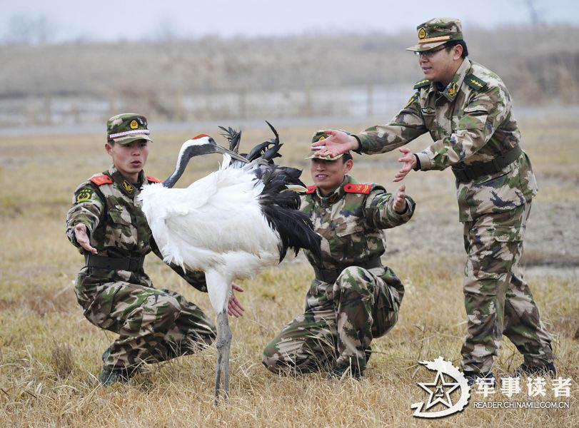 The Yancheng border detachment under the Jiangsu Contingent of the Chinese People's Armed Police Force (APF) actively performs the duties of border guards and intensifies efforts to protect wildlife. They have rescued over 4,600 wild animals since this detachment was established. (China Military Online/Zhang Shanyu, Xiajun)