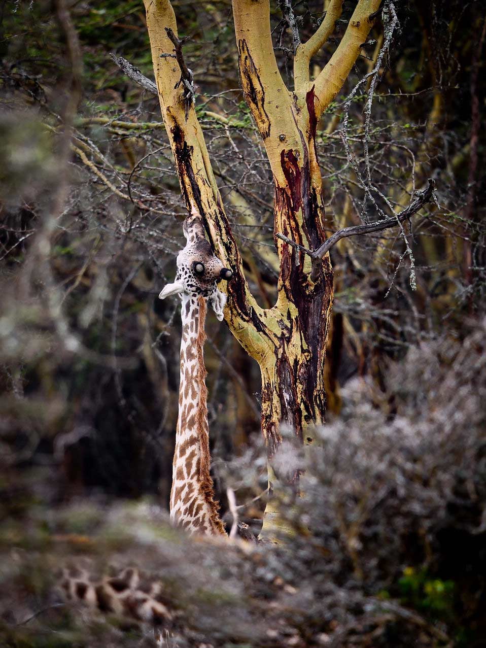 A giraffe forages near Lake Naivasha in Kenya on Feb. 1, 2013.(Xinhua News Agency/Meng Chenguang)