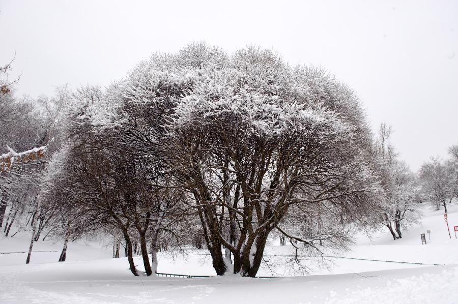 Snow-covered trees can be seen in a park in Moscow, capital of Russia, on Feb. 5, 2013. A heavy snowfall hit Moscow on Sunday. (Xinhua/Jiang Kehong)