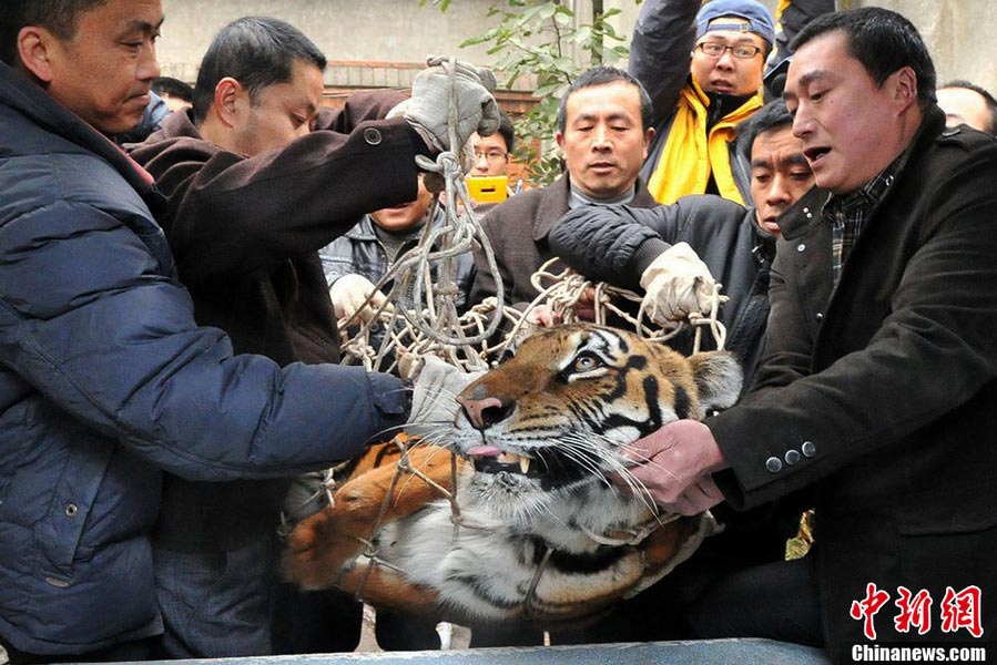 Tiger being transferred. (CNS/Liu Jie)