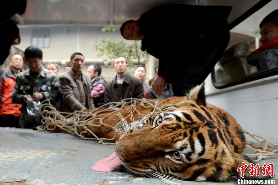 Tiger is transferred to a special vehicle. (CNS/Liu Jie)