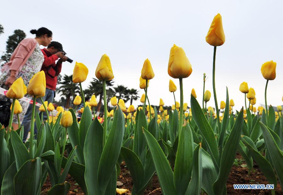 Visitors take pictures of tulip in the garden landscape park of Liuzhou City, south China's Guangxi Zhuang Autonomous Region, Feb. 7, 2013. (Xinhua/Li Bin)