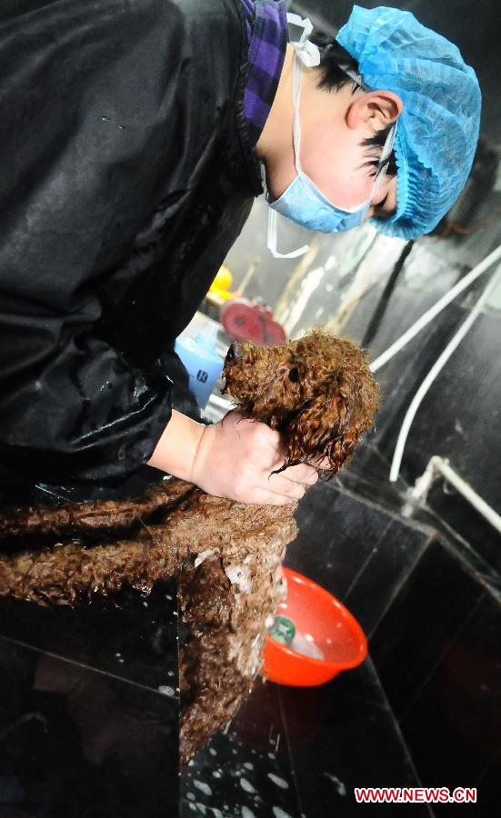 A staff member grooms a dog sent for holiday fostering service at a pet store in Liaocheng, east China's Shandong Province, Feb. 8, 2013. Many pet stores in Liaocheng now provide holiday fostering service during the Spring Festival. Pet owners can have their fondlings tended when they are away on holiday. (Xinhua/Zhang Zhenxiang) 