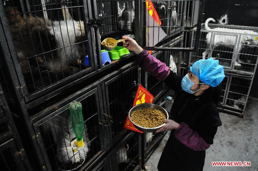 A staff member feeds dogs sent for holiday fostering service at a pet store in Liaocheng, east China's Shandong Province, Feb. 8, 2013. Many pet stores in Liaocheng now provide holiday fostering service during the Spring Festival. Pet owners can have their fondlings tended when they are away on holiday. (Xinhua/Zhang Zhenxiang) 