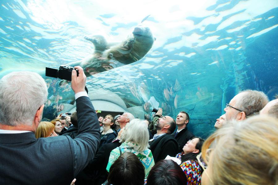 People watch a polar bear as they visit the newly-inaugurated Arctic Circle at the Copenhagen Zoo in Copenhagen, Denmark, Feb. 5, 2013. (Xinhua/Hasse) 