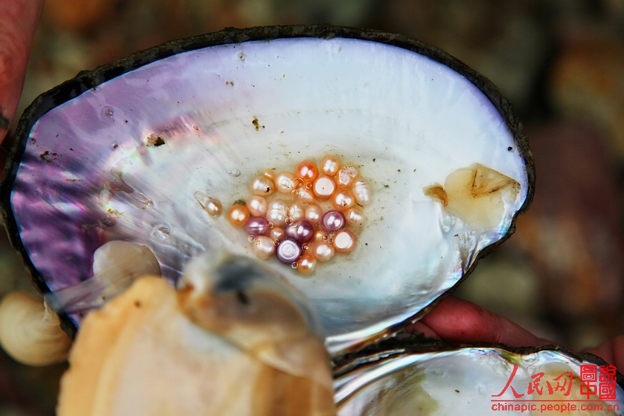A Hyriopsis cumingii Lea normally contains 25 to 30 pearls with various colors. This is a two-years-old pearl oyster and her babies. (People's Daily Online/ Wang Chu) 